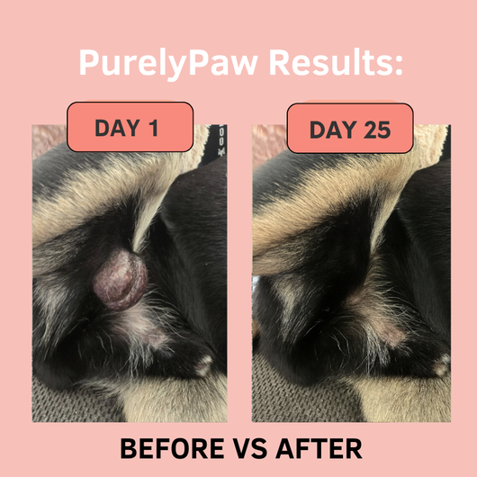 Purely Paw Probiotics Turkey Tail+