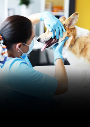 No costly vet cleanings