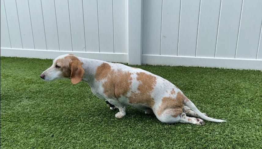 Protect Your Pup's Spine From IVDD —