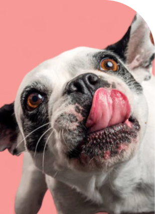 Nom Nom