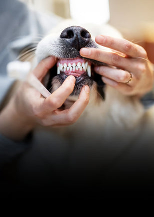 Reduce tartar & plaque