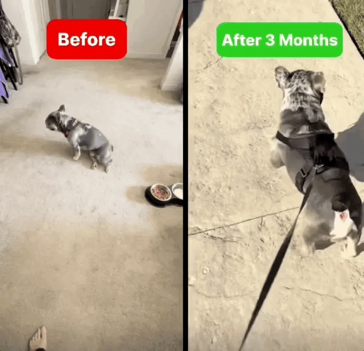 Protect Your Pup's Spine From IVDD —