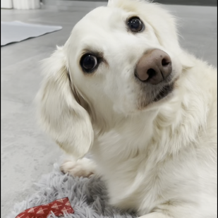 Positive Changes After Daily Turkey Tail+