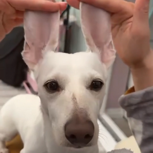 Thriving Like a Puppy Again